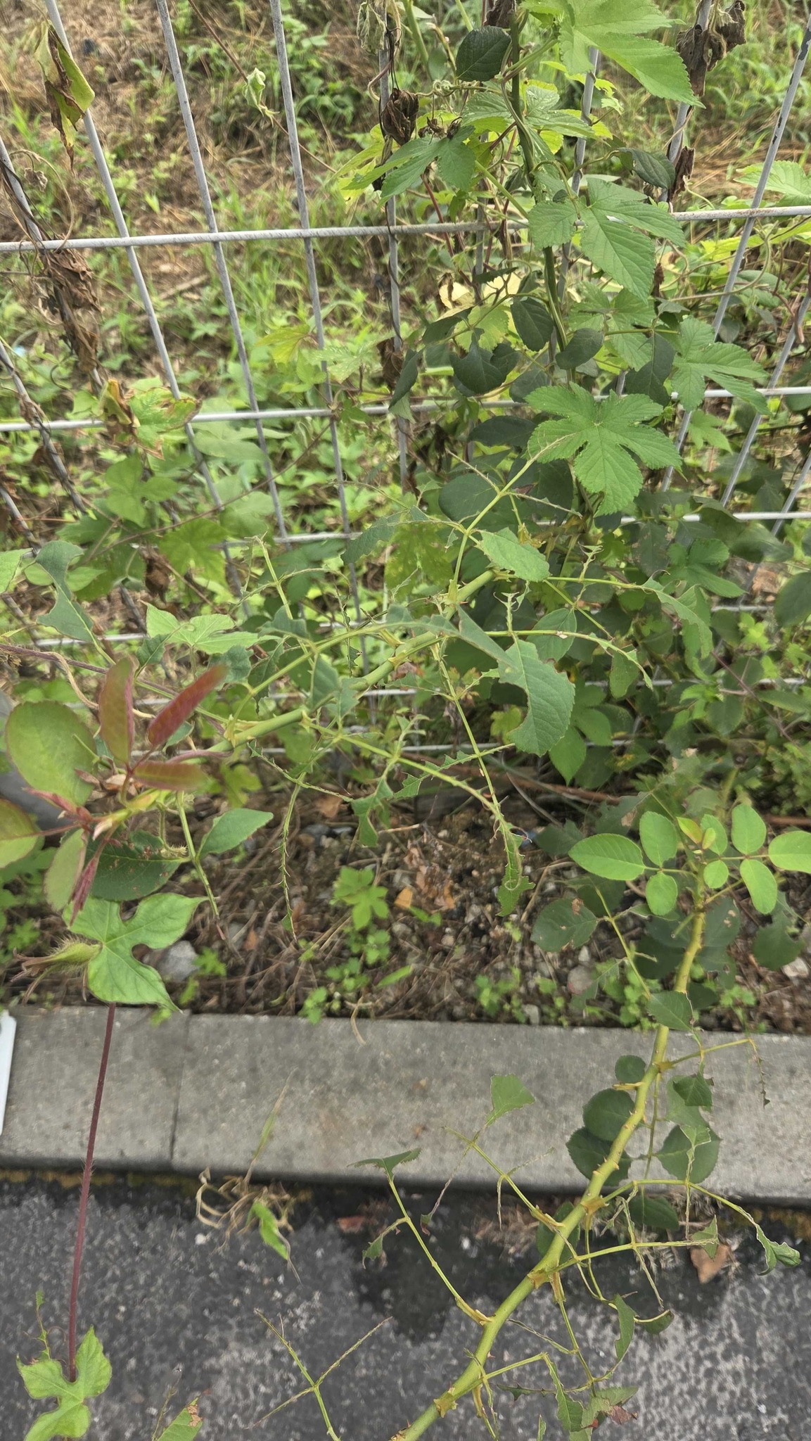 Wild Blackberry