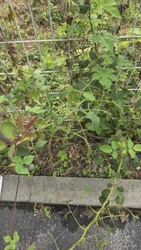 Wild Blackberry