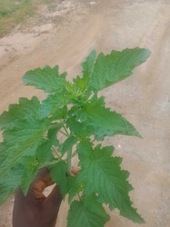 Wild Peppermint