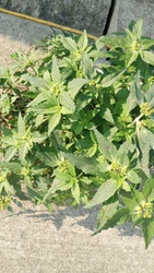 Wild Poinsettia