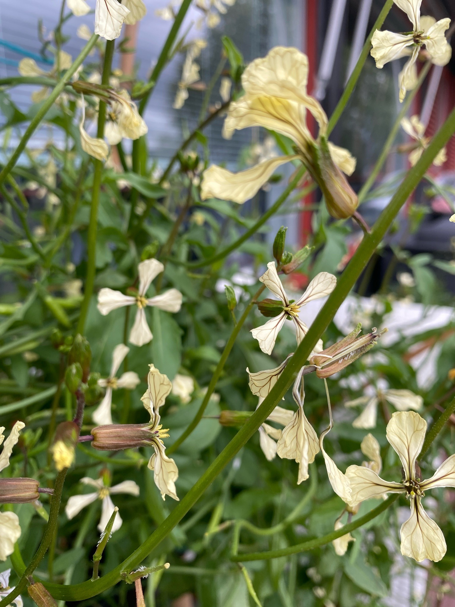 Wild Rocket