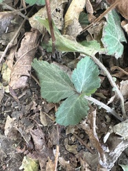Wild Strawberry