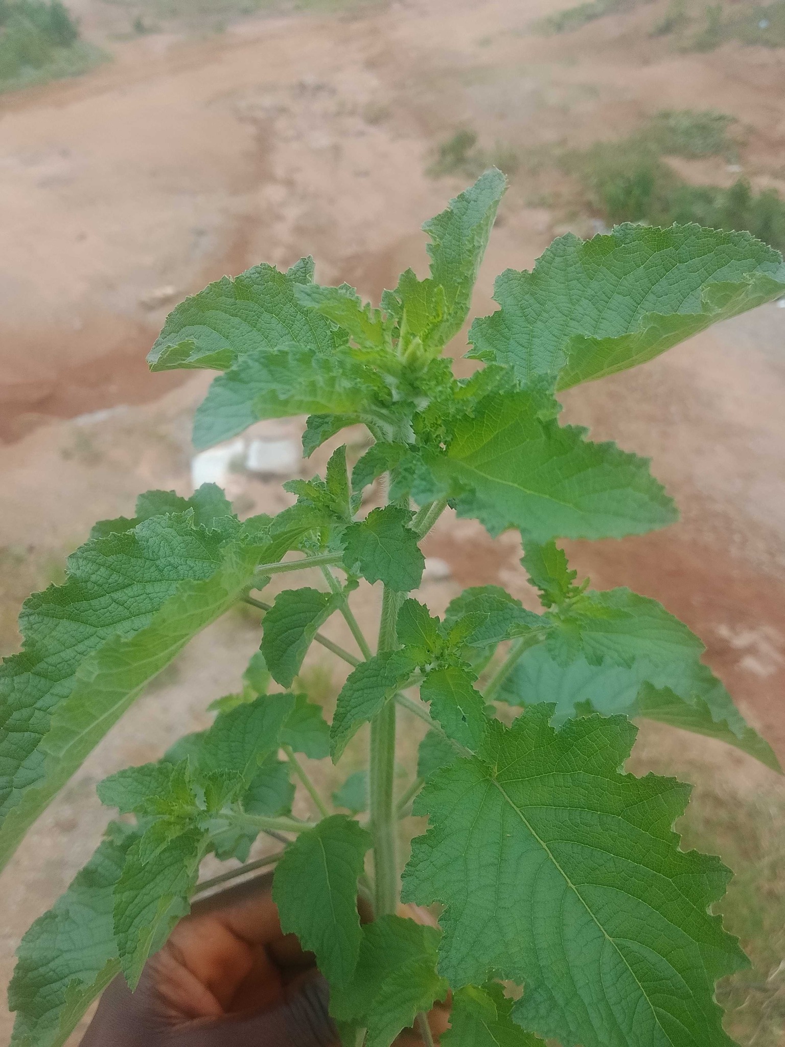 Wild Turnip / Stachytarpheta