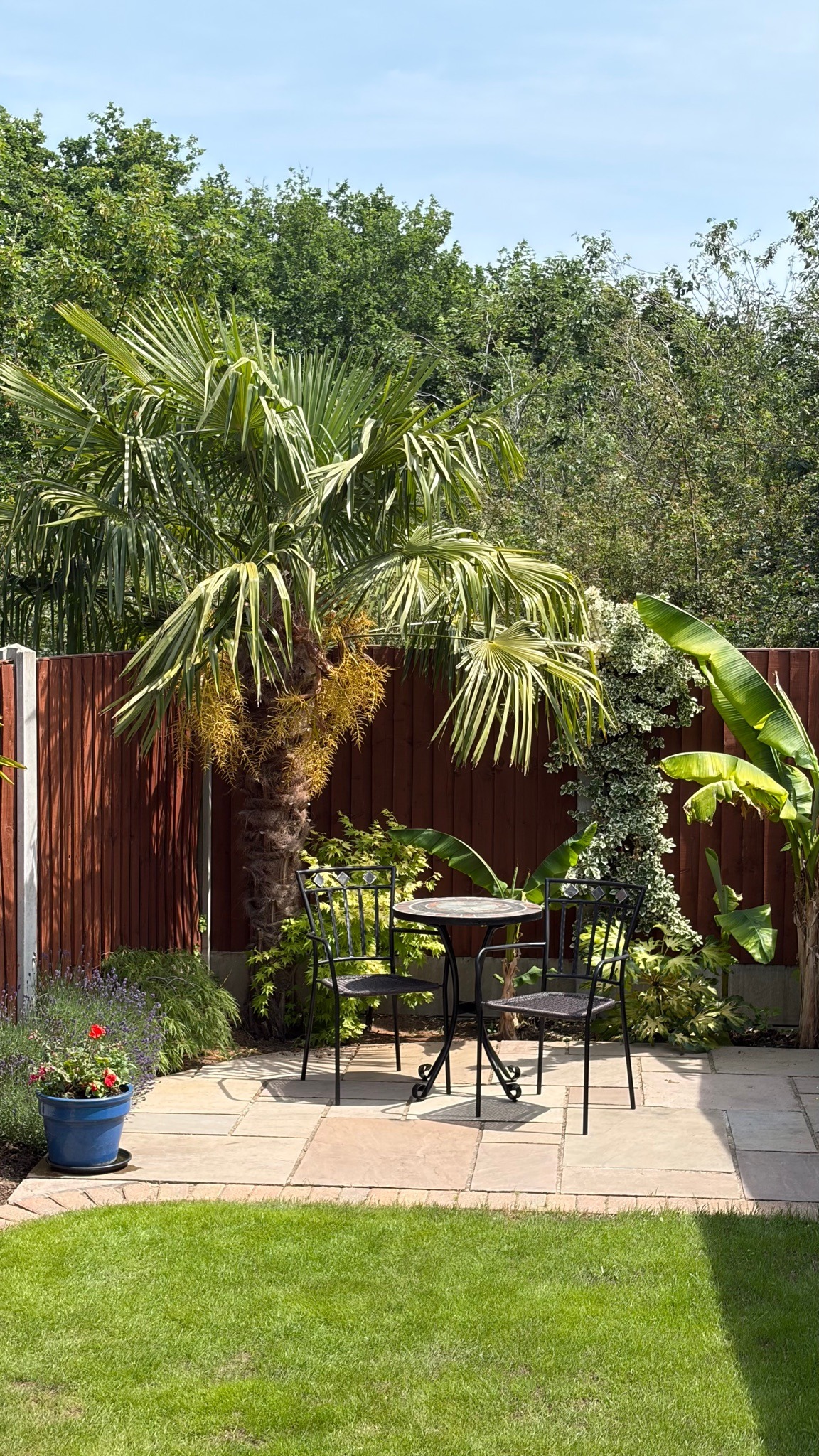 Windmill Palm