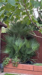 Windmill Palm