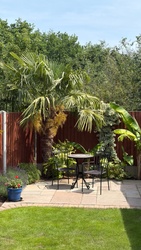 Windmill Palm