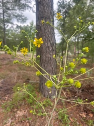 Wingstem