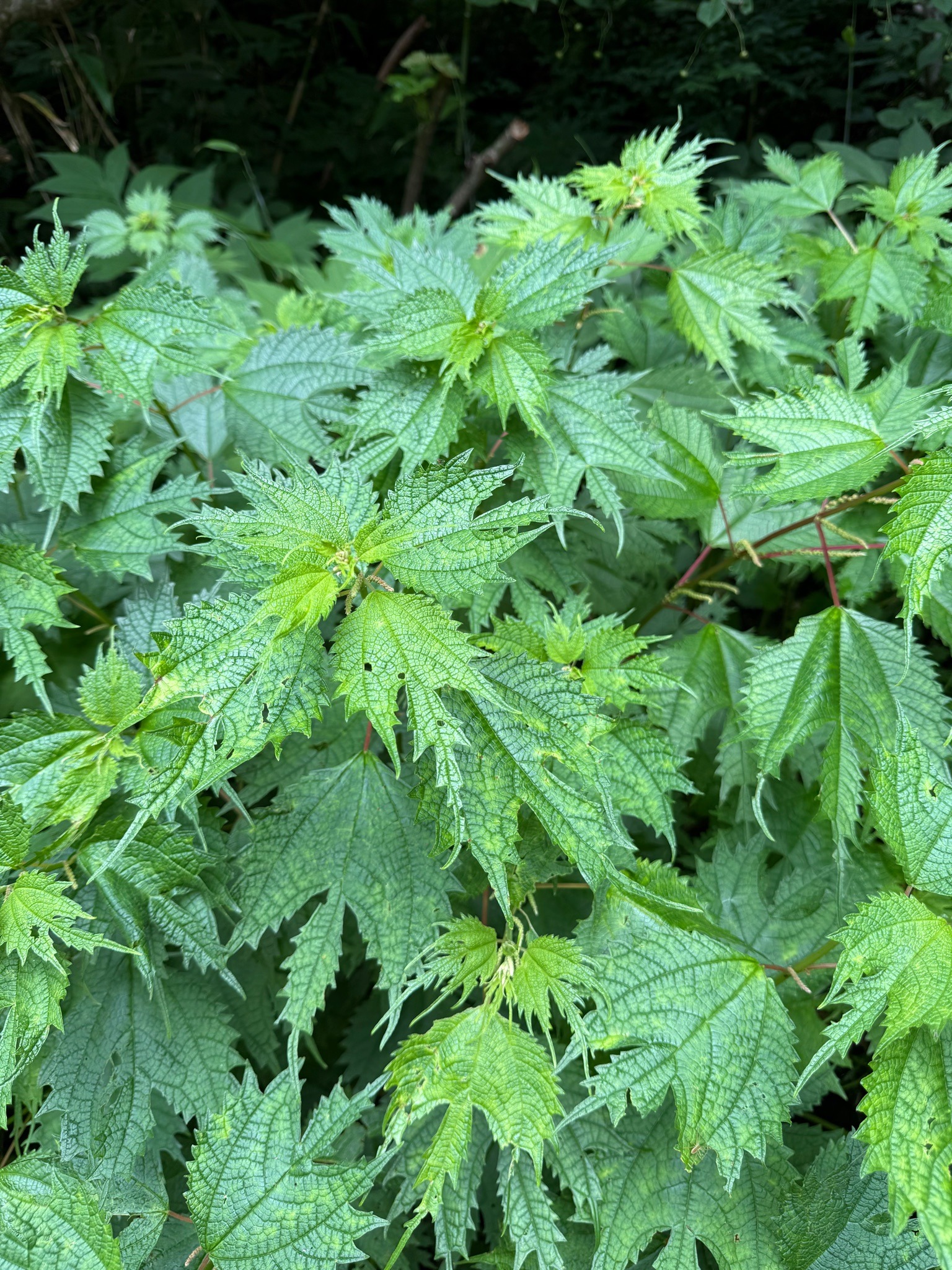 Wood Nettle