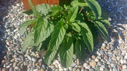 Wood sage
