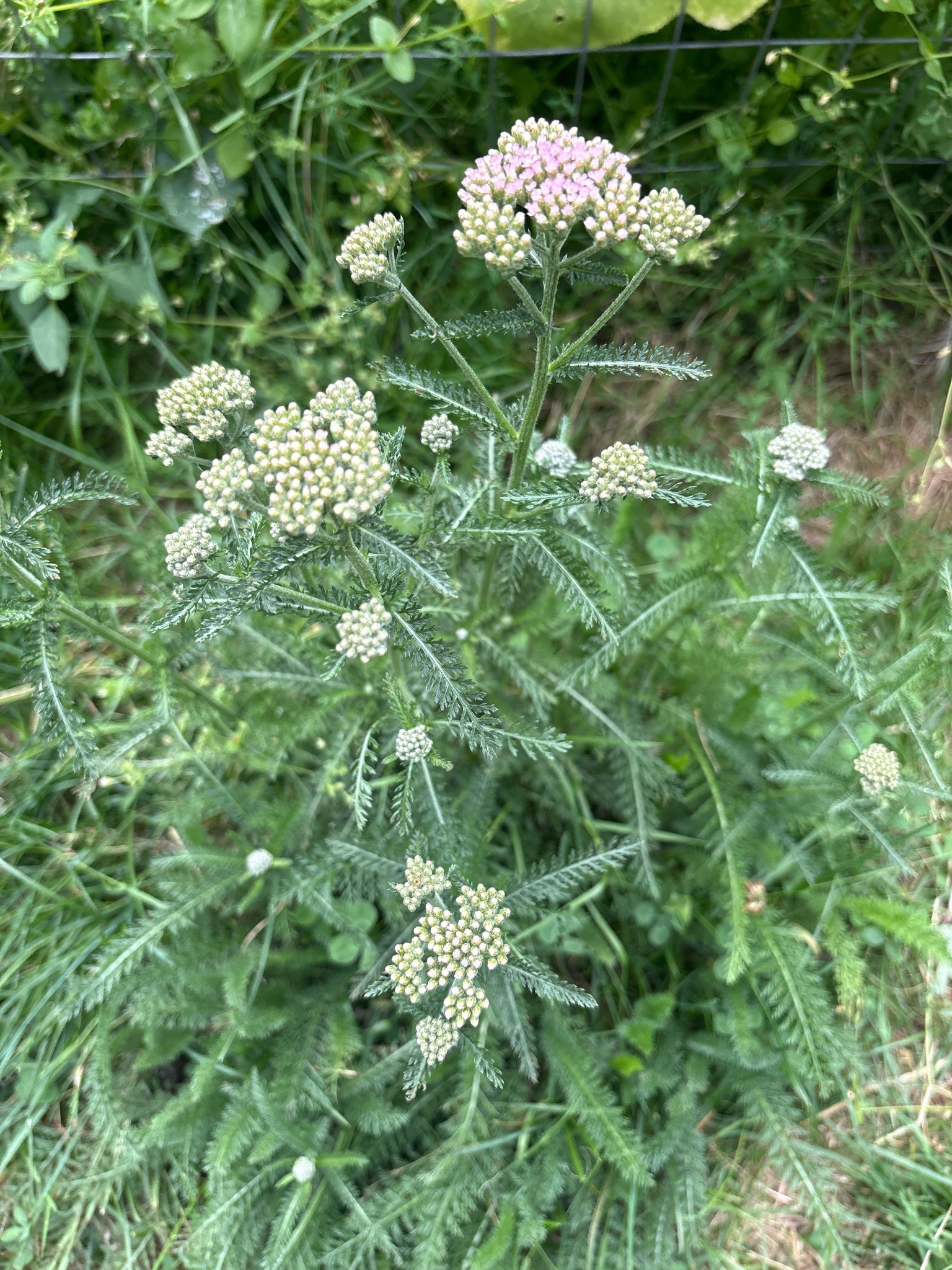 Yarrow