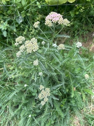 Yarrow