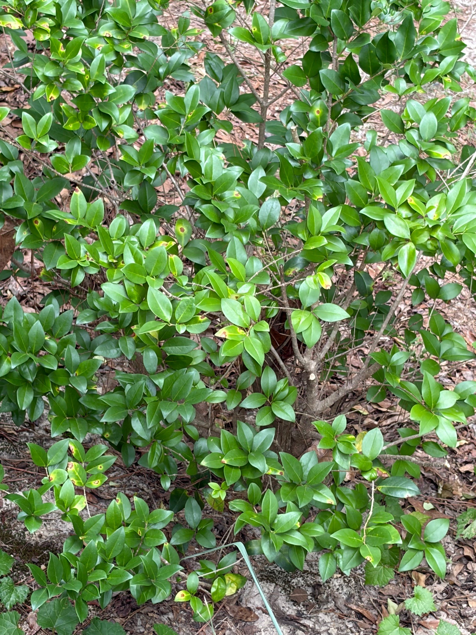 Yaupon Holly