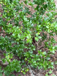 Yaupon Holly
