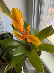Yellow Torch Bromeliad