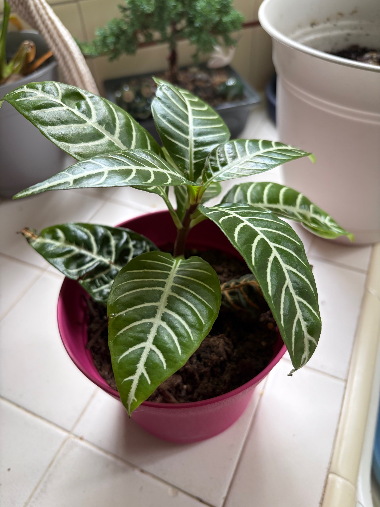 Zebra Plant