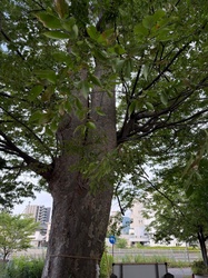 Zelkova
