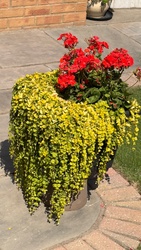 Zonal Geranium and Creeping Jenny