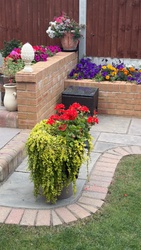 Zonal Geranium and Creeping Jenny combination planter